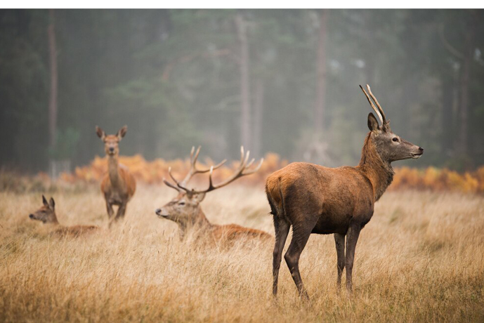 Inspection Drone E900 14 wildlife